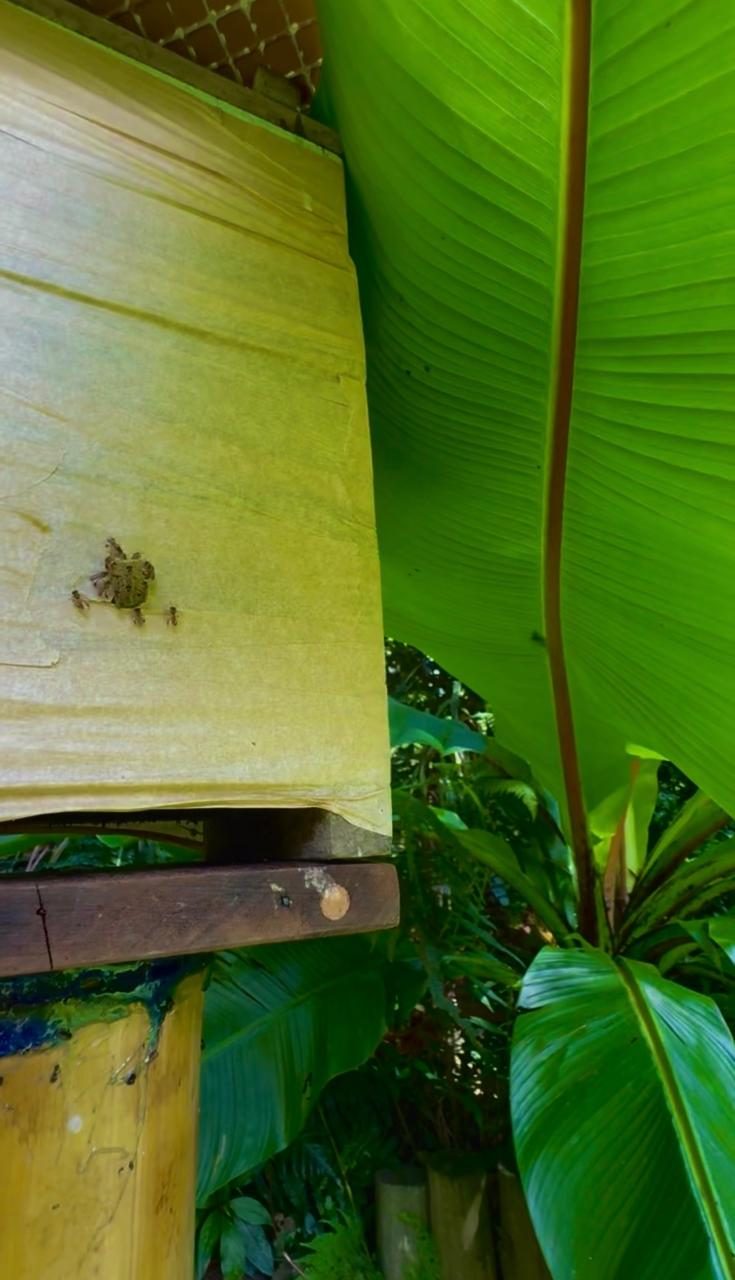 Área Externa e Trilhas na Floresta