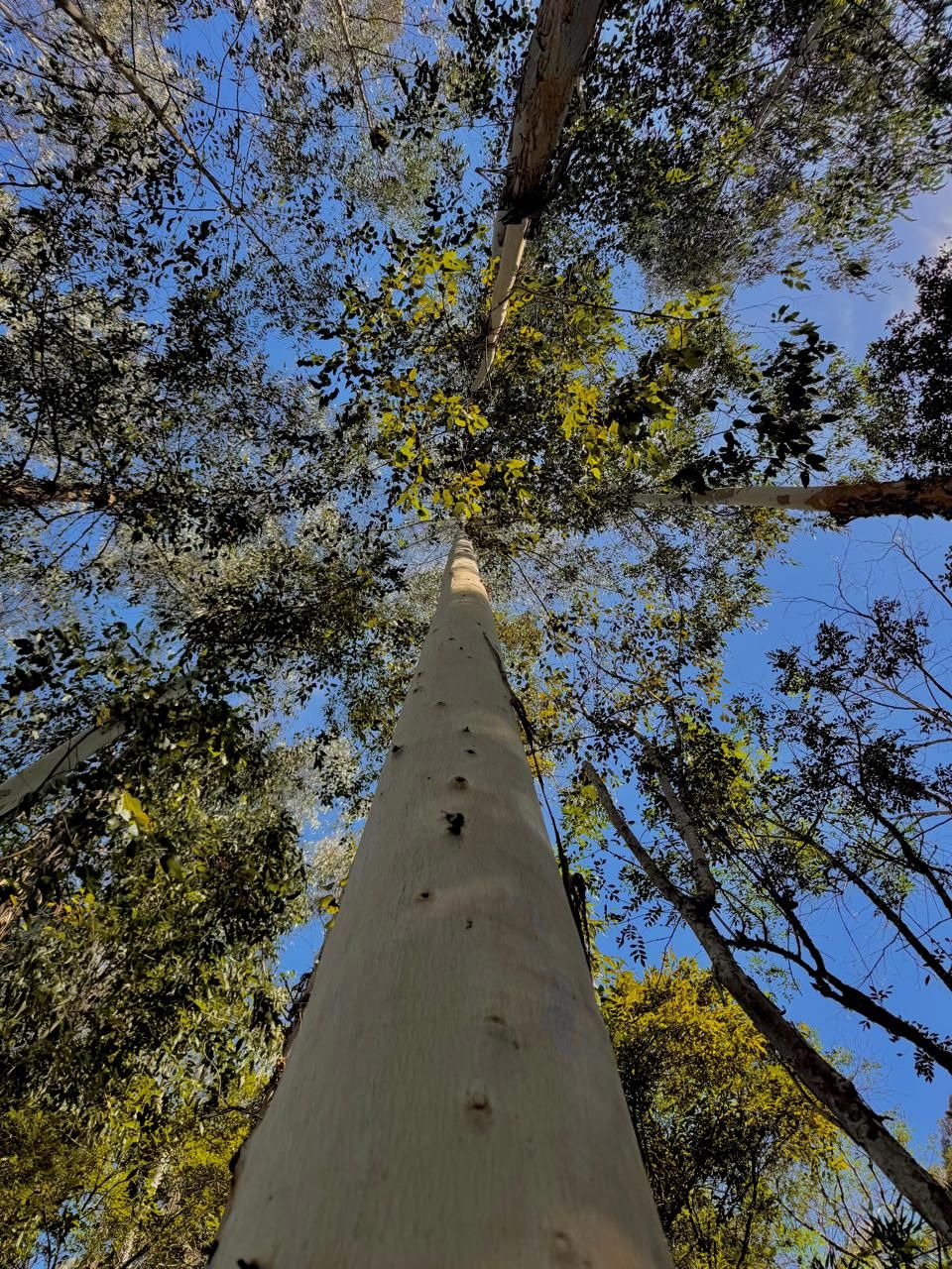 Eucalipto no Mauna Floresta