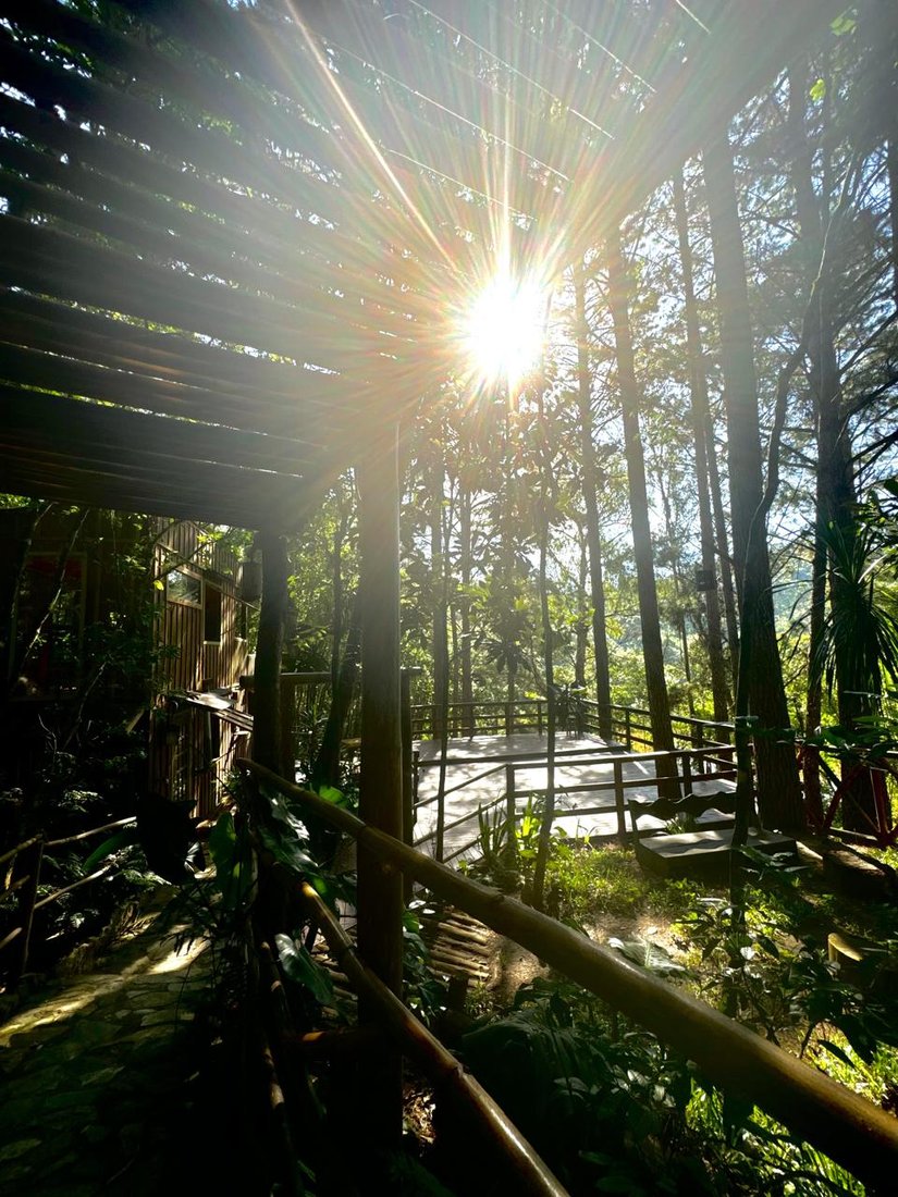 Caminho entre pinheiros na Área Externa