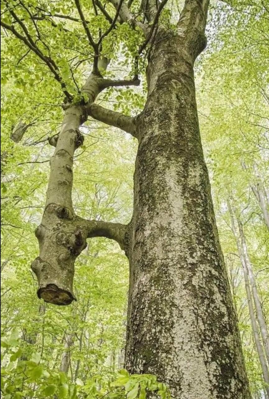 Área Externa e Trilhas na Floresta